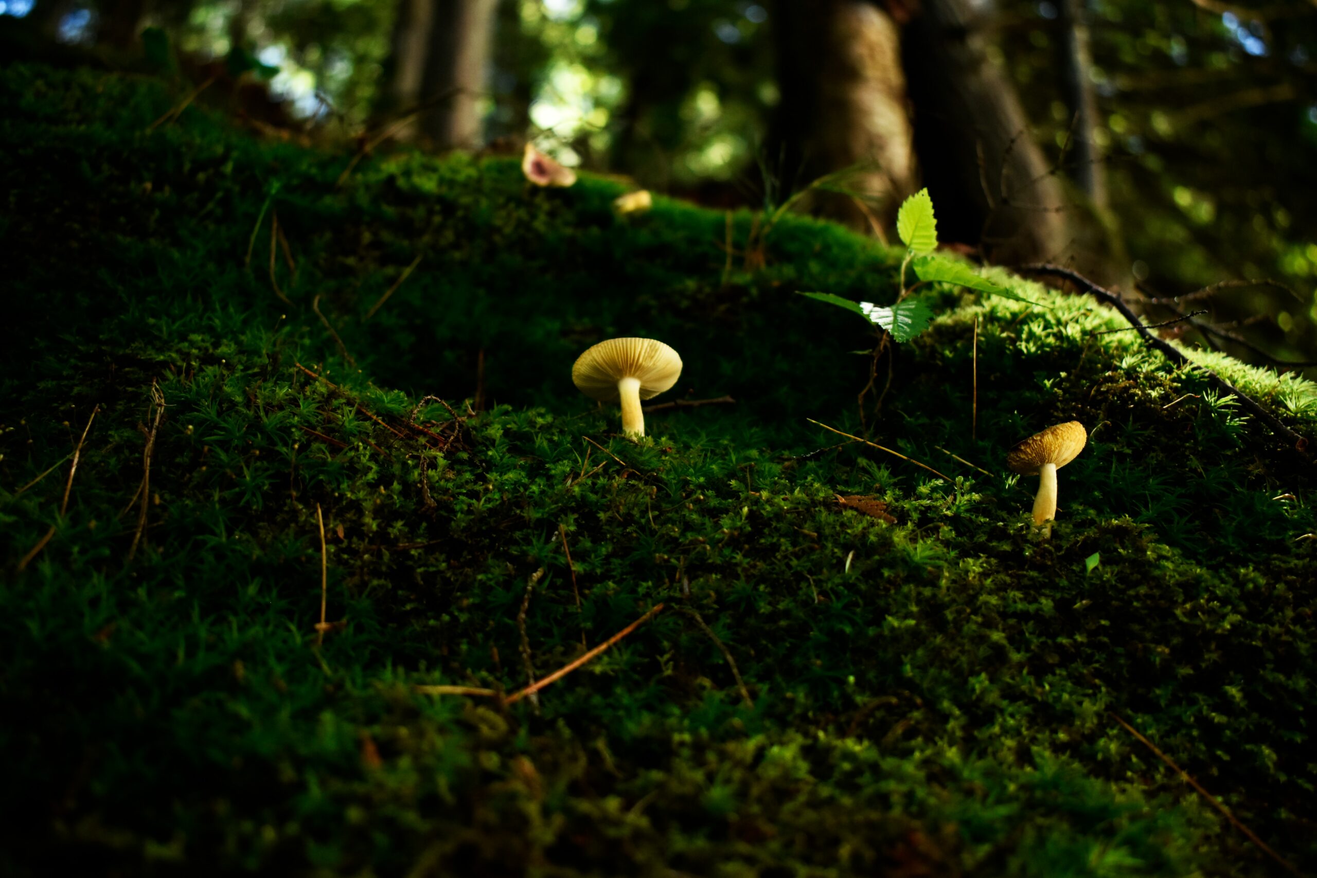 Waldboden mit Moos und Pilzen