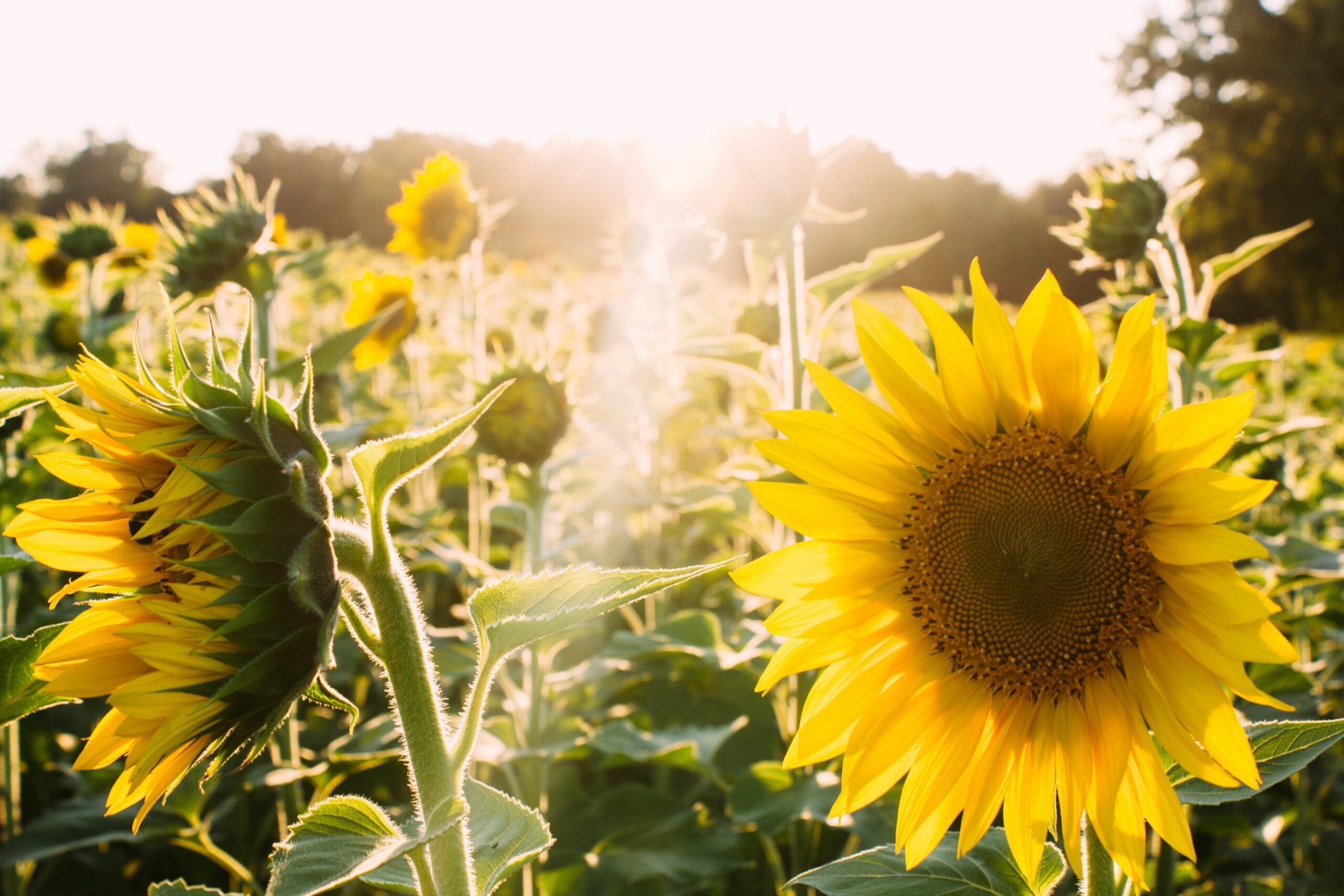 Ein Feld voller Sonnenblumen